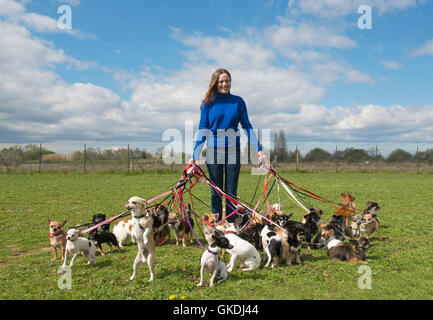 Frau Hund Welpen Stockfoto