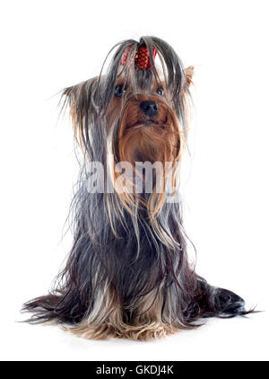 Erwachsener Hund Hunde Stockfoto