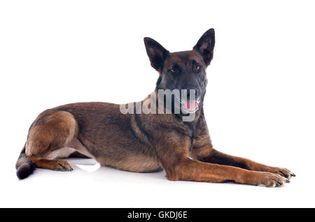 beauteously schöne Hund Stockfoto