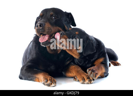 Erwachsenen Hund Welpen Stockfoto