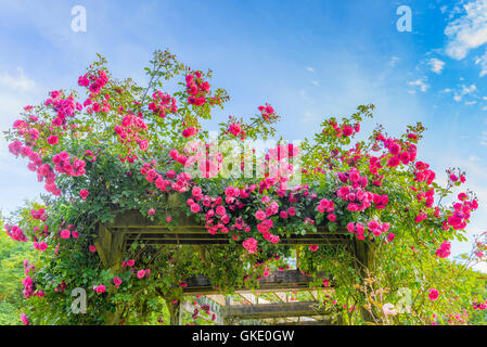 Rosa Rosen auf Laube, Burnaby Mountain Centennial Rose Garden, Burnaby, British Columbia, Kanada Stockfoto