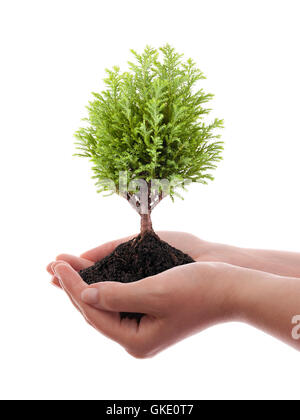 Wachsenden grünen Baum in Händen isoliert auf weißem Hintergrund Stockfoto