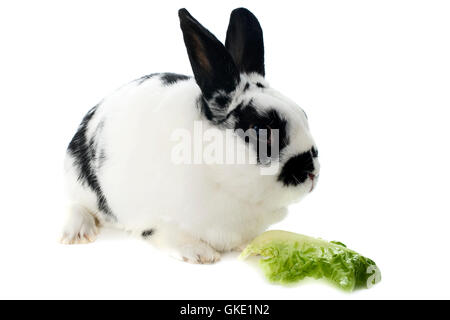 Tier Kaninchen Zwerg Stockfoto