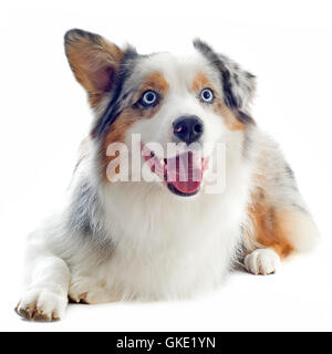 Hund Portrait schwarz Stockfoto