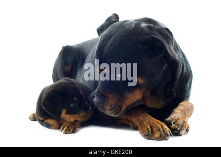 Erwachsener Hund Hunde Stockfoto