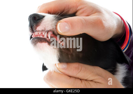 Zähne Hund Zahnstein Stockfoto