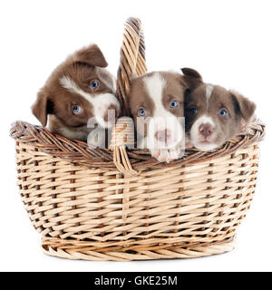 Korb Hund Hunde Stockfoto