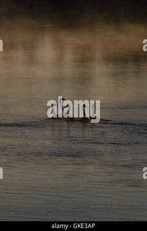 Fünf Schwäne auf der Suche, wie sie im frühen Morgenlicht der Herbst/Herbst ruhig an einem nebligen Fluss paddeln. Stockfoto