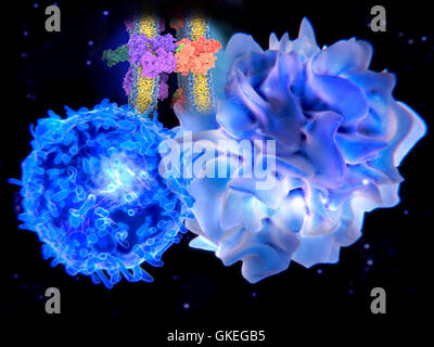 Computer Darstellung einer dendritischen Zellen (hellblau) und eine t-Zell (hellblau) interagieren. Beide Zellen sind Bestandteile des körpereigenen Immunsystems. Dendritische Zellen sind Antigen-präsentierenden Zellen (APCs), das heißt, sie stellen Krankheitserreger oder fremde Moleküle (Antigene) auf andere Zellen des Immunsystems beseitigt werden. T-Zellen werden aktiviert durch dendritische Zellen, eine Immunantwort bewirken. Stockfoto