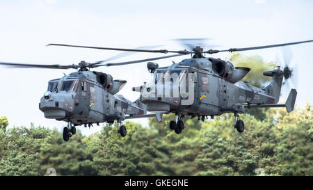 Luchs Wildkatze Hubschrauber Stockfoto