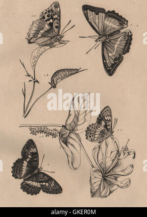Schmetterlinge: Lila Kaiser. Apatura Iris. Camille. Südlichen White Admiral, 1834 Stockfoto