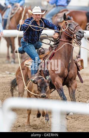 Rodeo Cowboy auf Pferd Wettbewerb in Kalb roping oder Tie-Down Abseilen Event, Chaffee County Fair & Rodeo, Salida, Colorado, USA Stockfoto