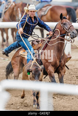 Rodeo Cowboy auf Pferd Wettbewerb in Kalb roping oder Tie-Down Abseilen Event, Chaffee County Fair & Rodeo, Salida, Colorado, USA Stockfoto