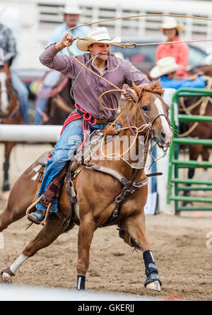 Rodeo Cowboy auf Pferd Wettbewerb in Kalb roping oder Tie-Down Abseilen Event, Chaffee County Fair & Rodeo, Salida, Colorado, USA Stockfoto