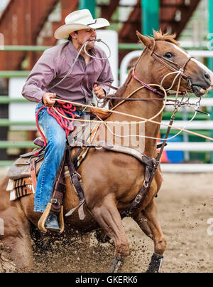 Rodeo Cowboy auf Pferd Wettbewerb in Kalb roping oder Tie-Down Abseilen Event, Chaffee County Fair & Rodeo, Salida, Colorado, USA Stockfoto