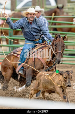 Rodeo Cowboy auf Pferd Wettbewerb in Kalb roping oder Tie-Down Abseilen Event, Chaffee County Fair & Rodeo, Salida, Colorado, USA Stockfoto