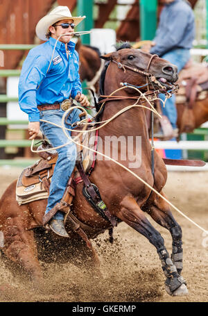 Rodeo Cowboy auf Pferd Wettbewerb in Kalb roping oder Tie-Down Abseilen Event, Chaffee County Fair & Rodeo, Salida, Colorado, USA Stockfoto