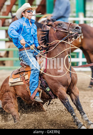 Rodeo Cowboy auf Pferd Wettbewerb in Kalb roping oder Tie-Down Abseilen Event, Chaffee County Fair & Rodeo, Salida, Colorado, USA Stockfoto