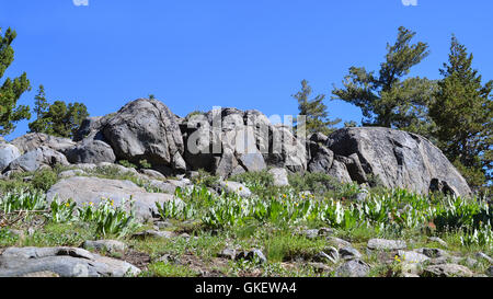 Sierra Nevada Granit Felsformationen an Mokelumne Wildnis im Sommer. Stockfoto