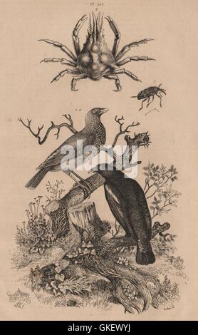 Pirol (Pirol). Pise (Pisa Krabbe). Pissode (Rüsselkäfer), antique print 1834 Stockfoto