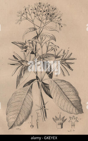 CHININ RINDE Baum: Red & grau Quinquina (Chinarinde), antike print 1834 Stockfoto