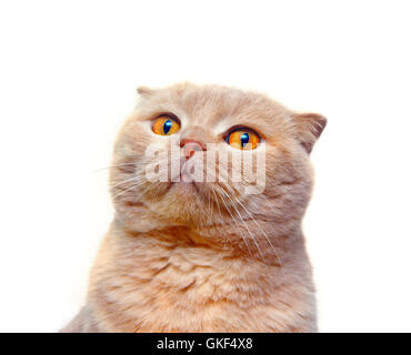 Scottish Fold Katze Blicke in die Ferne Stockfoto