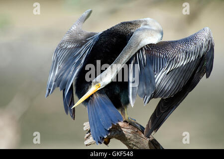 Das Bild des orientalischen Darter (Anhinga Melanogaster) Keoladev National Park, Bharatpur, Indien Stockfoto