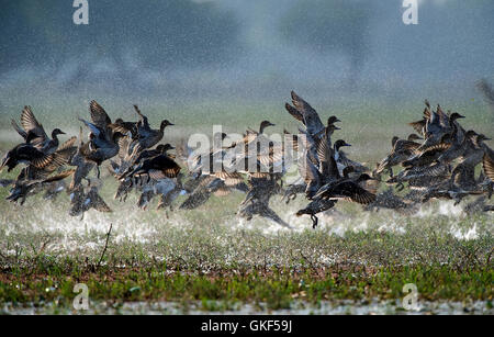 Das Bild der Herde der nördlichen Spießente (Anas Acuta) im Keoladev Nationalpark, Bharatpur, Indien Stockfoto