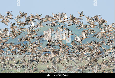 Das Bild der Herde der nördlichen Spießente (Anas Acuta) im Keoladev Nationalpark, Bharatpur, Indien Stockfoto