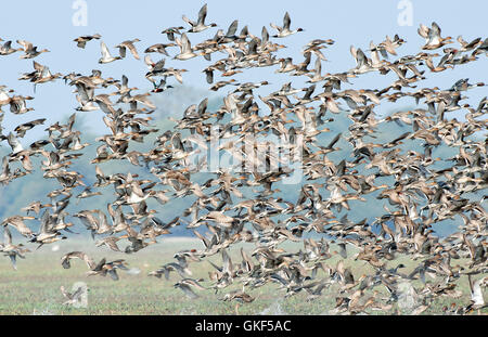 Das Bild der Herde der nördlichen Spießente (Anas Acuta) im Keoladev Nationalpark, Bharatpur, Indien Stockfoto