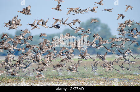 Das Bild der Herde der nördlichen Spießente (Anas Acuta) im Keoladev Nationalpark, Bharatpur, Indien Stockfoto