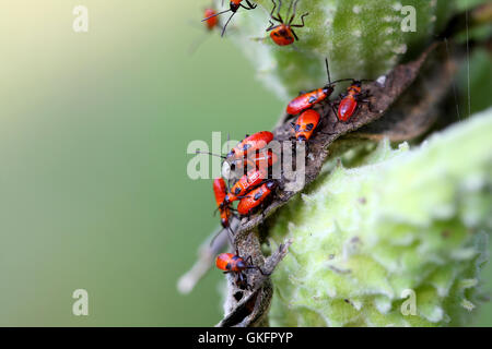 Große Wolfsmilch Bug Nymphen Stockfoto