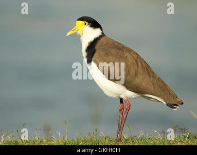 Ein maskierter Kiebitz ruht am Meer entlang. Stockfoto