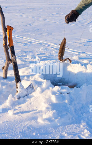 Netter Fang von Dorschen Stockfoto