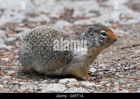 Ziesel Profil nach rechts schauend Stockfoto