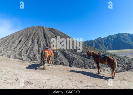 Das Pferd am Mount Bromo Vulkan inmitten die herrliche Aussicht auf Mt. Bromo im Bromo Tengger Semeru National Park, Ost-Java, Stockfoto