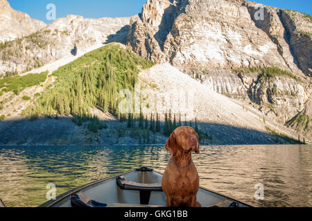 Hund nass Klippe Stockfoto