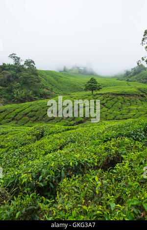 Blick auf Tal mit Teeplantagen fallenden Nebel in den Cameron Highlands, Malaysia. Stockfoto