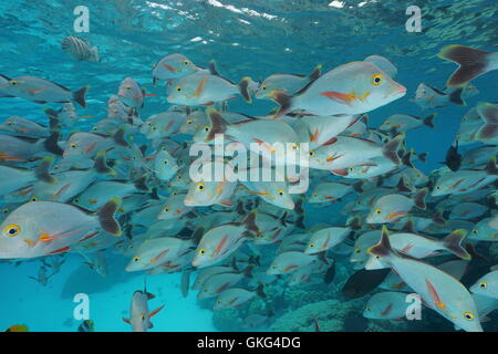 Fischschwarm Fischen Buckelwale Red Snapper, Lutjanus Gibbus, unter Wasser in der Lagune von Rangiroa, Pazifik, Französisch-Polynesien Stockfoto