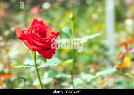 Rose mit natürlichem Sonnenlicht und unscharfen Hintergrund Stockfoto
