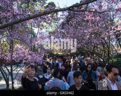 Sydney, Australien. 21. August 2016. Die Menschen genießen Kirschblüten in Auburn Botanic Gardens in Sydney, Australien, am 21. August 2016. Die Sydney Cherry Blossom Festival 2016, statt an zwei Wochenenden im August, wird mit der japanischen Kultur, Essen, Musik und Aufführungen in Auburn Botanic Gardens platzen. Bildnachweis: Zhu Hongye/Xinhua/Alamy Live-Nachrichten Stockfoto