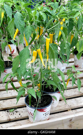 Frosts Chili Festival in Frosts Gartencenter, Willington in der Nähe von Bedford, UK. 21. August 2016. Bildnachweis: KEITH MAYHEW/Alamy Live-Nachrichten Stockfoto