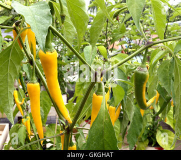 Frosts Chili Festival in Frosts Gartencenter, Willington in der Nähe von Bedford, UK. 21. August 2016. Bildnachweis: KEITH MAYHEW/Alamy Live-Nachrichten Stockfoto