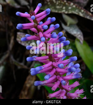 Spiel Stick Bromelia Blume mit lila und rosa Kontraste vor einem dunkelgrünen Hintergrund Stockfoto