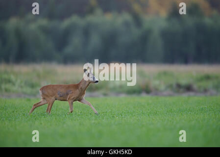 Reh (Capreolus Capreolus) Geld zu Fuß im Feld. Stockfoto
