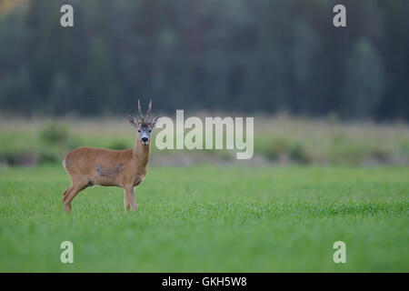 Reh (Capreolus Capreolus) buck stehen im Feld. Stockfoto
