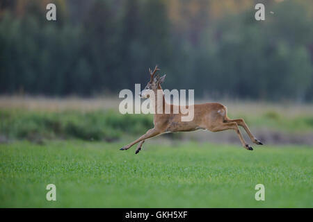 Reh (Capreolus Capreolus) Bock im Feld springen. Stockfoto