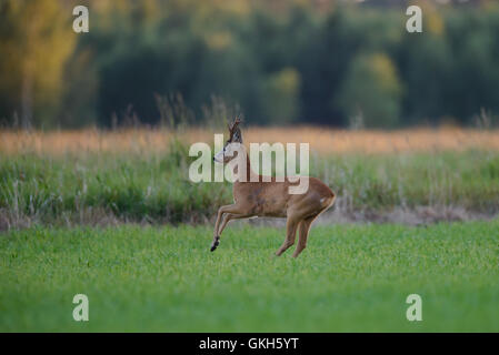 Reh (Capreolus Capreolus) Bock im Feld laufen. Stockfoto
