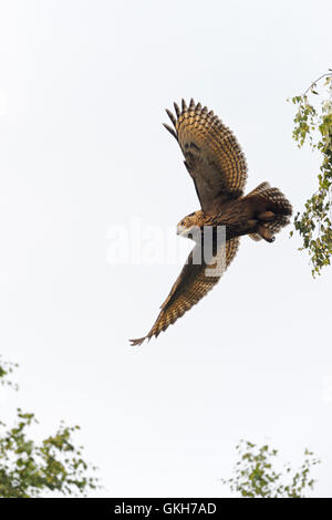 Uhu / Europaeischer Uhu (Bubo Bubo) ausziehen aus einer Birke zu seinen Flug geräuschlos Jagd, Wildtiere. Stockfoto