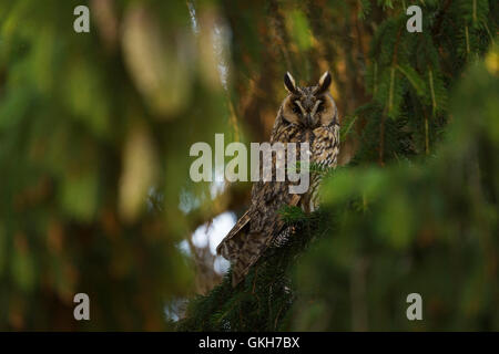 Waldohreule / Waldohreule (Asio Otus), Erwachsene, sitzt gut getarnt zwischen grüne Zweige von einem Nadelbaum. Stockfoto